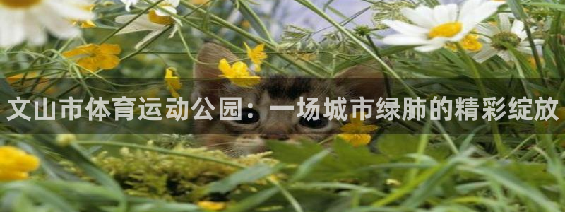 77体育官网