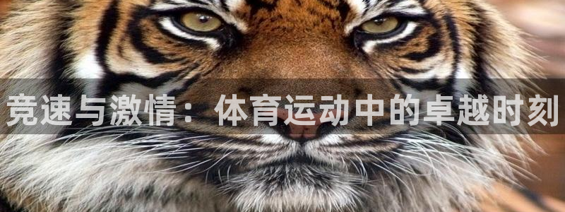 77体育