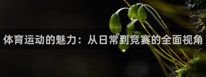 77体育app下载官网